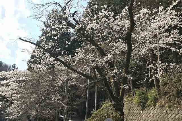 春は桜の美しい景色を見る事ができます。