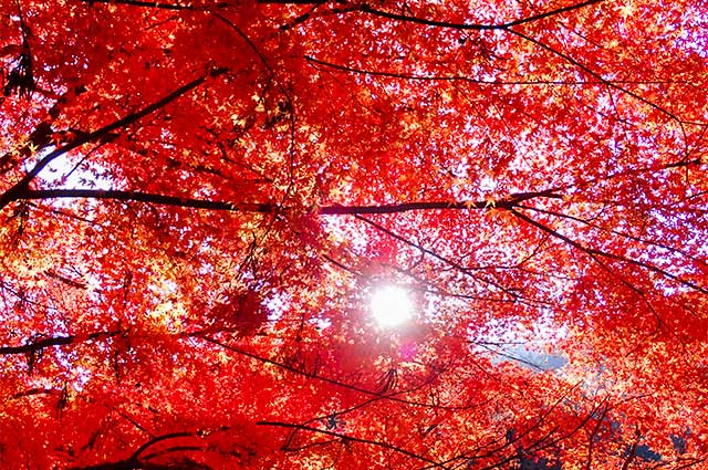 紅葉（エリア入口）